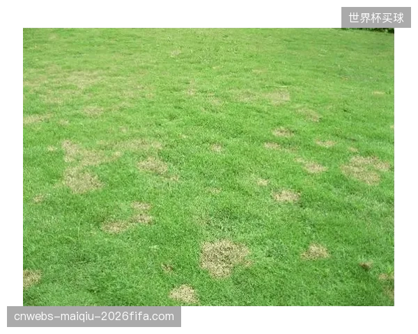 天价采购的草坪补光阵列为何救不活冬日的禁区枯草？